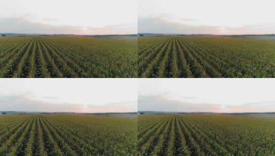 玉米地农田高清在线视频素材下载