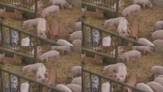 家畜农场里的小猪高清在线视频素材下载