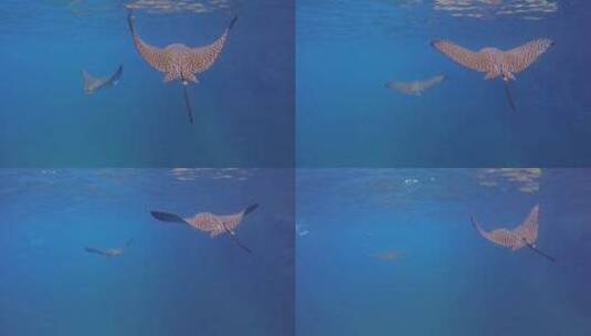 海里游动的鱼高清在线视频素材下载
