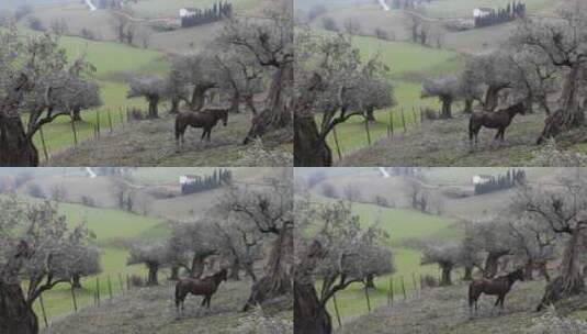 马在绿色草地旁的小山上吃草高清在线视频素材下载