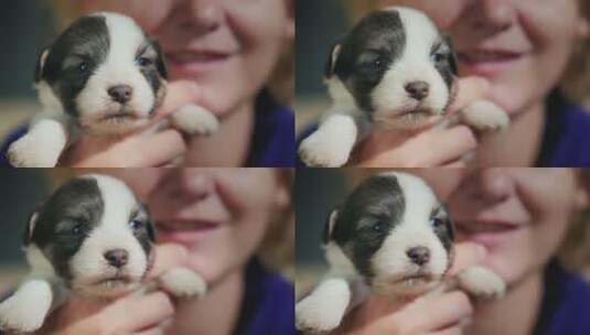 新出生的小狗高清在线视频素材下载