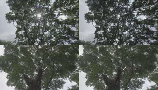 参天大树绿色环保自然百年树木阳光意境未来高清在线视频素材下载