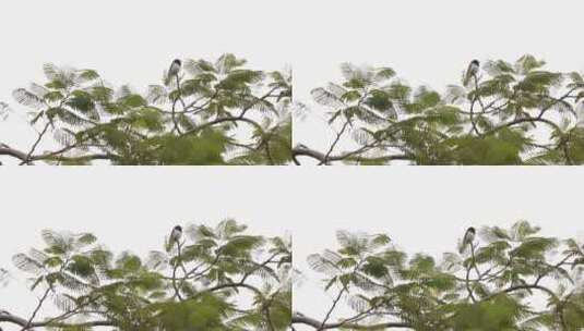 凤凰树上的小鸟高清在线视频素材下载