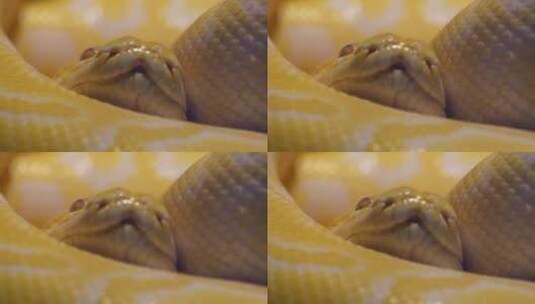 盘在一起的蟒蛇黄金蟒特写舌头蛇皮高清在线视频素材下载