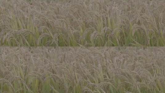 水稻收割水稻慢镜LOG视频素材高清在线视频素材下载