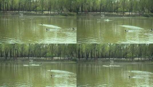 北京初春在公园水面上觅食的野鸭子高清在线视频素材下载