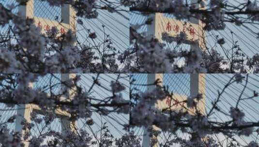 航拍上海南浦大桥樱花特写上升高清在线视频素材下载