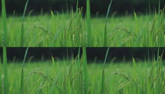 稻田里的稻穗高清在线视频素材下载