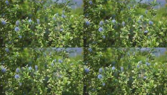 【精品】花园花房鲜花花卉特写高清在线视频素材下载