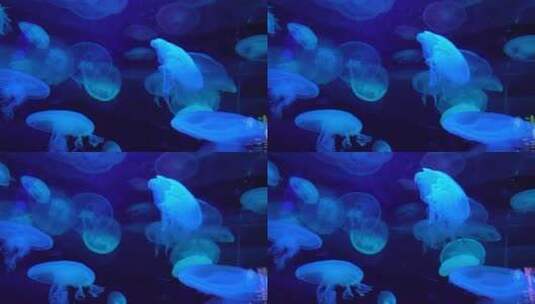 瘤手水母海底世界深海水母高清在线视频素材下载
