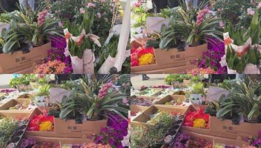市场卖鲜花盆栽绿植买花高清在线视频素材下载