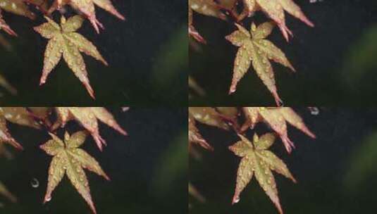 风雨中飘摇的枫树叶子写意视频高清在线视频素材下载