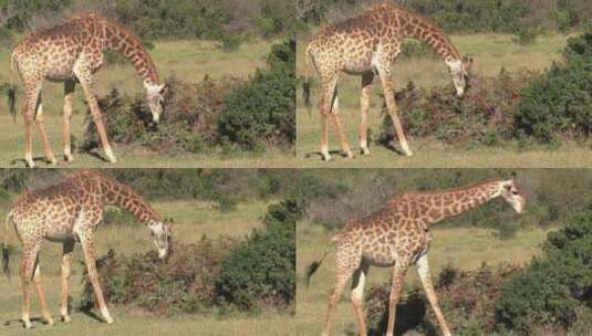 在阳光下吃草的长颈鹿高清在线视频素材下载