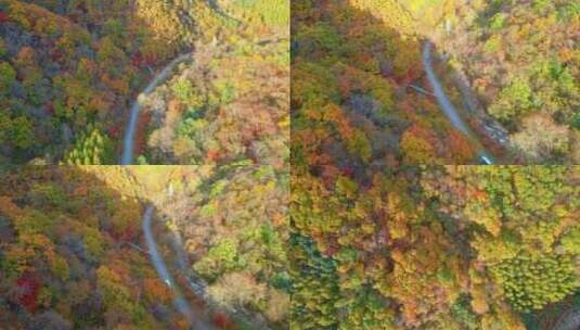 《4K超清》秋天枫叶色彩本溪航拍高清在线视频素材下载
