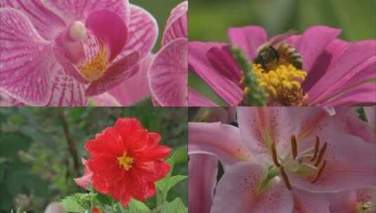 各种鲜花植物高清在线视频素材下载