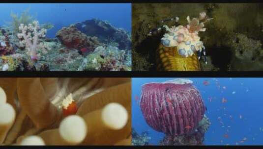 海底世界水下世界潜水拍摄珊瑚礁小鱼高清在线视频素材下载