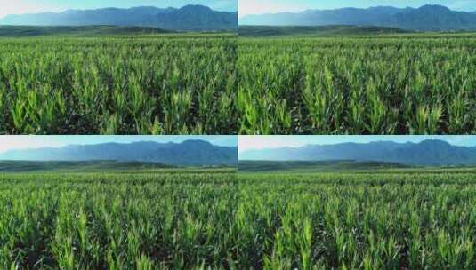关中平原秦岭山下玉米地高清在线视频素材下载