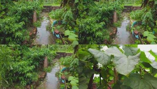 下雨菜园素材高清在线视频素材下载