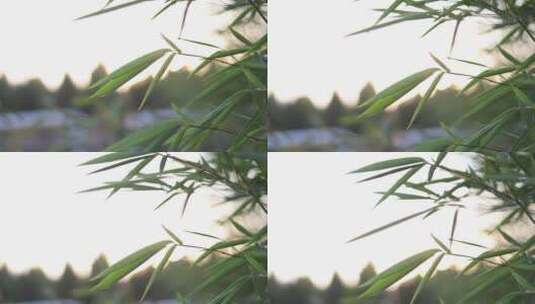 夕阳下的竹叶高清在线视频素材下载
