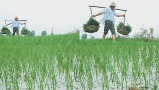 人工种植水稻高清在线视频素材下载