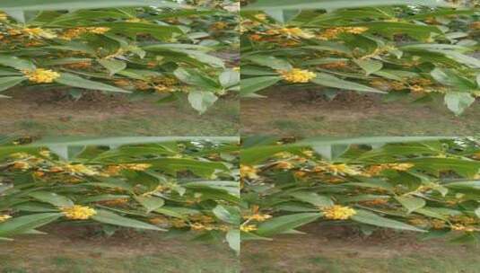 植物金桂桂花盛开高清在线视频素材下载