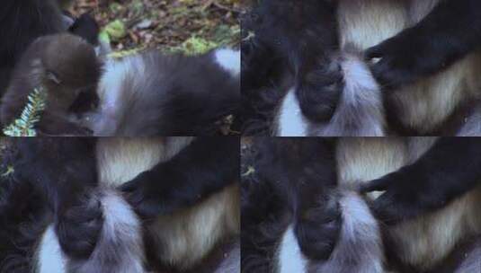 滇金丝猴相互梳理毛发4高清在线视频素材下载