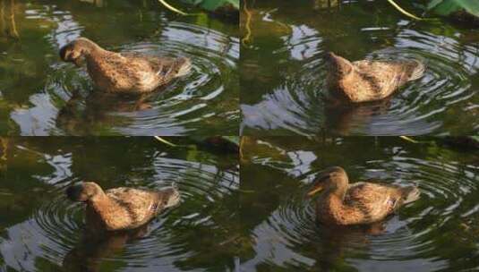 野鸭在水面休息梳理羽毛高清在线视频素材下载