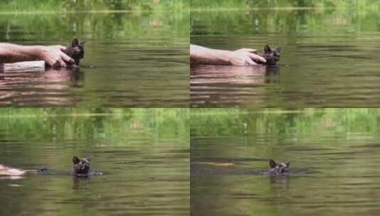 男人教小猫在河里游泳高清在线视频素材下载