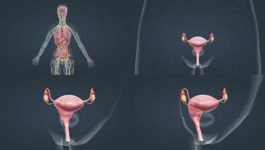 医疗人体解剖女性生殖器官神经系统三维动画高清在线视频素材下载
