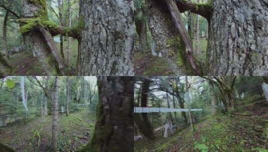 云南雨崩原始森林高清在线视频素材下载
