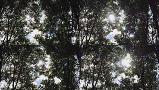 森林里抬头看树林仰视仰拍逆光仰望阳光树林高清在线视频素材下载