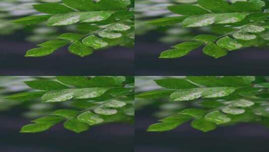 4K竖屏植物素材——雨滴打在叶子上慢镜头高清在线视频素材下载
