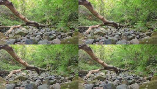 小溪流水枯木高清在线视频素材下载