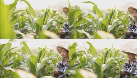 玉米田检查记录的农民高清在线视频素材下载