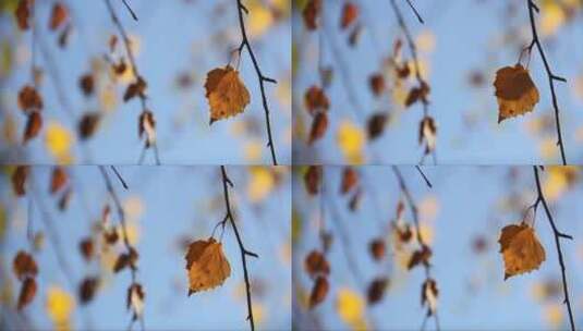 夏天的树叶在风中飘荡高清在线视频素材下载