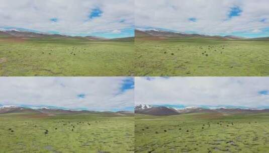 航拍那曲草原湿地上的牦牛群高清在线视频素材下载