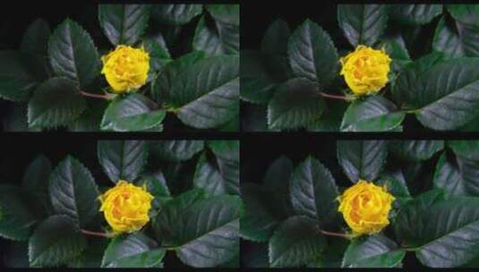 盛放的黄玫瑰高清在线视频素材下载