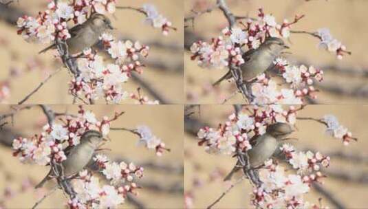 开花的杏花中有一只麻雀高清在线视频素材下载