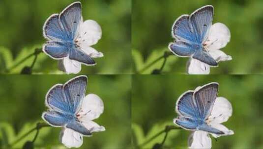 花朵上的花蝴蝶高清在线视频素材下载