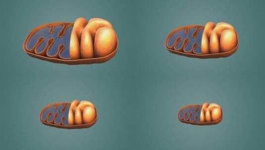 3D医学动画细胞动画 动物细胞 植物细胞高清在线视频素材下载