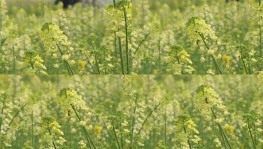 油菜花田中，小蜜蜂在采蜜高清在线视频素材下载