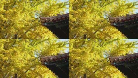 北京银杏银杏树秋天秋景秋季秋色高清在线视频素材下载
