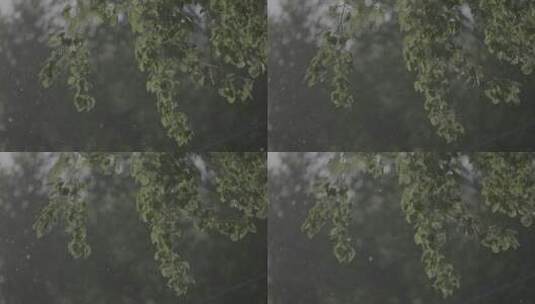 春季树叶柳絮漂浮高清在线视频素材下载