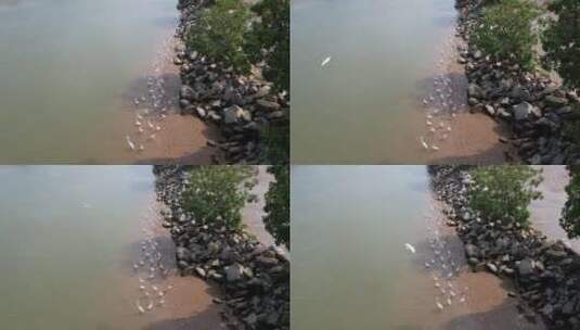 航拍河边的野生白鹭高清在线视频素材下载
