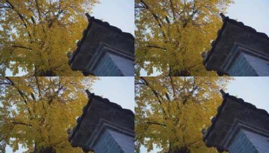 秋天银杏树唯美空镜头高清在线视频素材下载