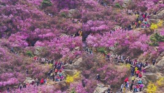 青岛大珠山杜鹃高清在线视频素材下载