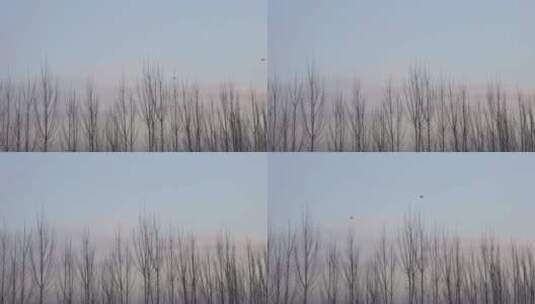 4K北方冬天树林上空飞过的喜鹊鸟群高清在线视频素材下载