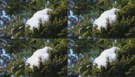 冰雪溶解挂在松树上的雪高清在线视频素材下载