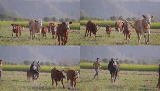 田野里奔跑的牛群高清在线视频素材下载