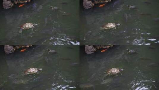 寺庙放生水池里的乌龟高清在线视频素材下载